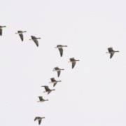 leadership, education, business, transformation