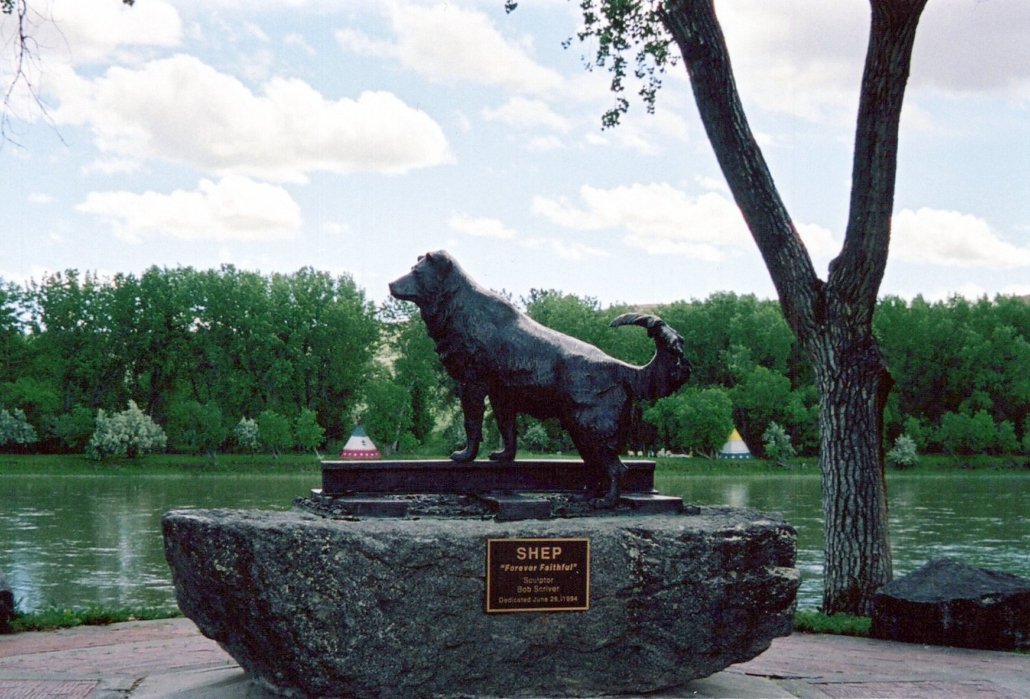 Shep - Patiently Waiting for His Master's Return